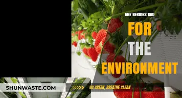 Are Berries Eco-Friendly? Uncovering Their Environmental Impact and Sustainability