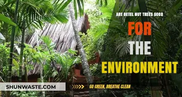 Betel Nut Trees: Environmental Benefits or Ecological Concerns?
