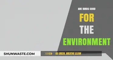 Birds' Environmental Impact: Beneficial or Neutral? Exploring Their Role