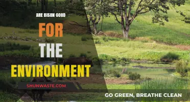 Bison's Environmental Impact: Restoring Ecosystems and Promoting Biodiversity