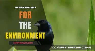 Black Birds' Environmental Impact: Beneficial or Misunderstood?