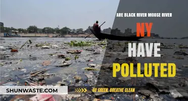 Moose River Pollution: Black River's Dark Secret?