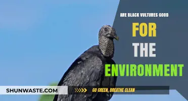 Black Vultures: Environmental Allies or Misunderstood Scavengers?