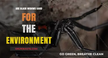 Black Widows: Environmental Allies or Misunderstood Predators?