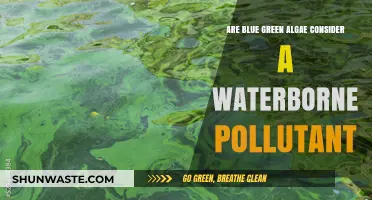 Algae Alert: Blue-Green Algae as Water Pollutants