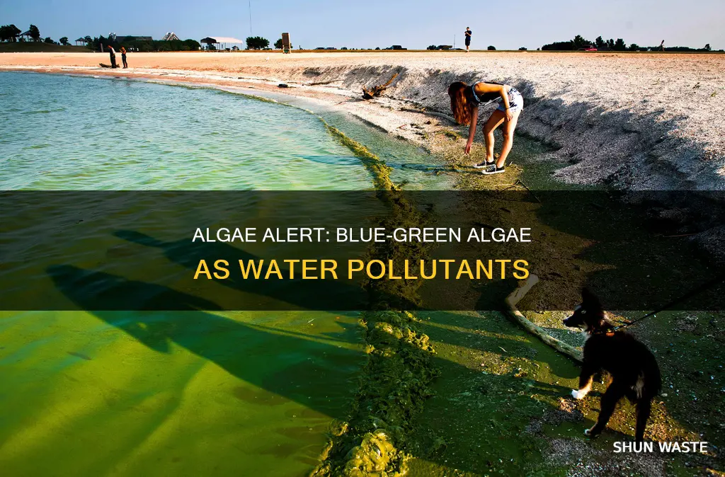 are blue green algae consider a waterborne pollutant