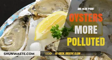 Blue Point Oysters: Pollution's Impact