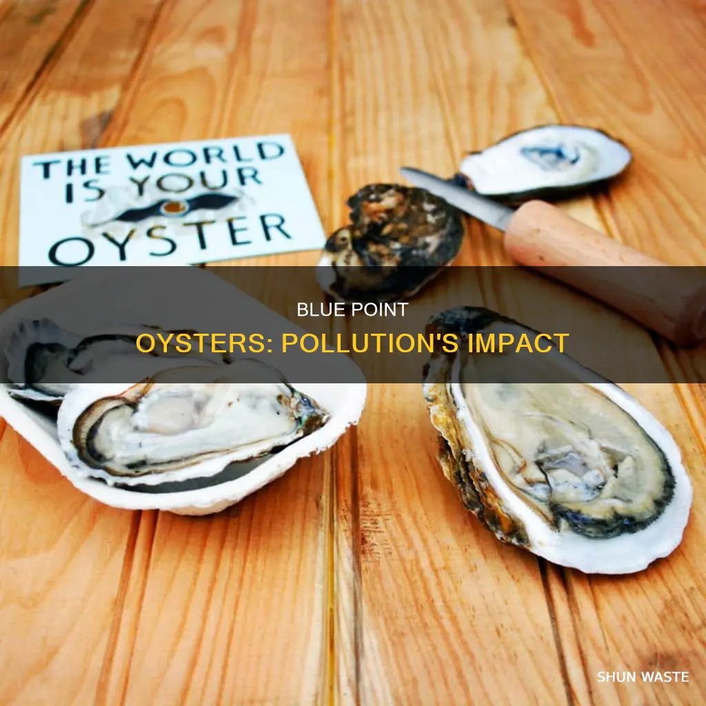 are blue point oysters more polluted