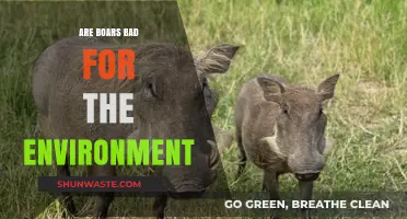 Boars' Environmental Impact: Are They Harmful or Misunderstood?