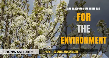 Bradford Pear Trees: Environmental Impact and Why They're Controversial