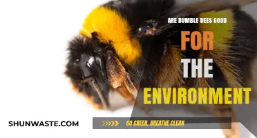 Bumble Bees: Environmental Allies or Just Buzzing Visitors?