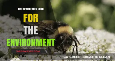 Bumblebees: Essential Pollinators and Their Environmental Impact Explained
