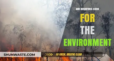 Bushfires: Environmental Boon or Ecological Disaster? Exploring the Dual Impact