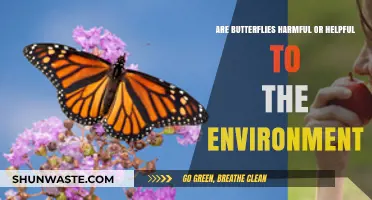 Butterflies: Environmental Allies or Just Beautiful Bystanders?