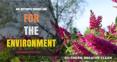 Butterfly Bushes: Environmental Friend or Foe? Uncovering the Truth