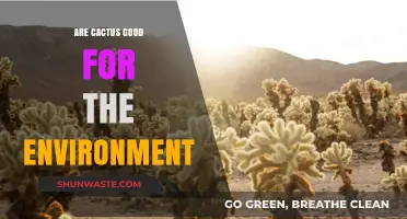 Cactus Plants: Eco-Friendly Benefits and Environmental Impact Explained