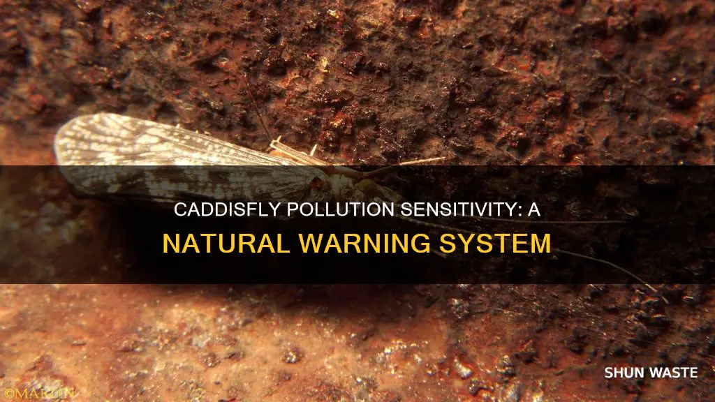 are caddisflies sensitive to pollution