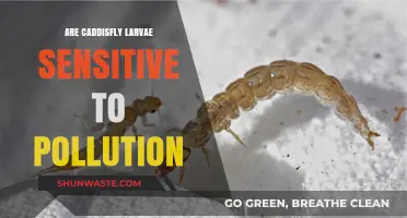 Caddisfly Larvae: Pollution's Canary in the Water?