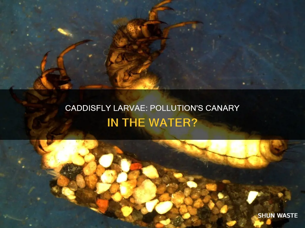 are caddisfly larvae sensitive to pollution