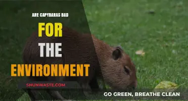 Capybaras and Ecology: Environmental Impact Explained