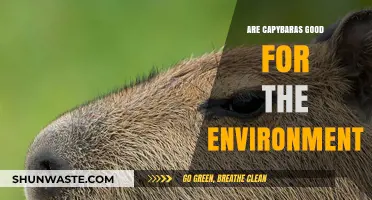 Capybaras' Eco-Friendly Impact: How These Gentle Giants Benefit Nature