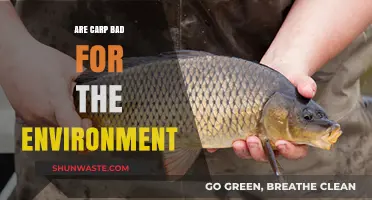 Are Carp Eco-Villains? Uncovering Their Environmental Impact and Effects