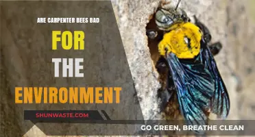 Are Carpenter Bees Harmful or Helpful to Ecosystems?
