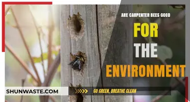 Carpenter Bees: Environmental Allies or Wooden Structure Pests?