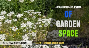 Are Carrots Worth the Garden Space? A Grower's Perspective