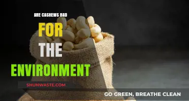 Cashews' Environmental Impact: Sustainable or Harmful for Our Planet?