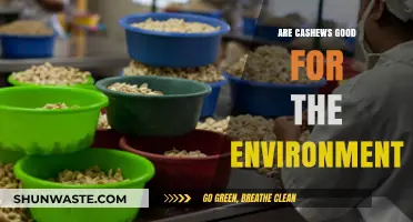 Cashews: Eco-Friendly Superfood or Environmental Concern?