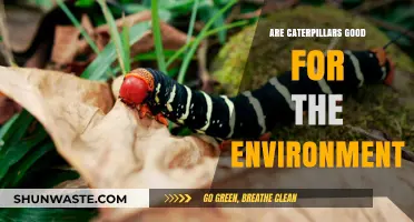 Caterpillars' Role in Ecosystems: Environmental Benefits and Ecological Impact