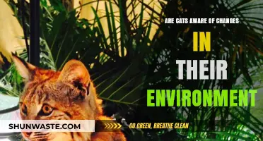 Do Cats Notice Environmental Changes? Exploring Feline Awareness and Sensitivity