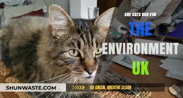Cats and the UK Environment: Impact, Concerns, and Sustainable Solutions