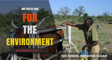 Cattle's Environmental Impact: Uncovering the Truth Behind Livestock and Climate Change