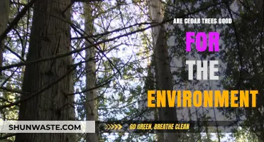 Cedar Trees: Environmental Benefits and Their Role in Ecosystems