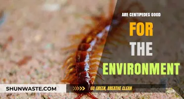 Centipedes' Ecological Role: Beneficial or Detrimental to the Environment?