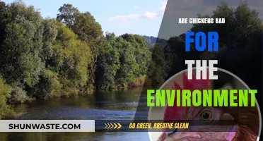 Chickens' Environmental Impact: Sustainable or Harmful for Our Planet?