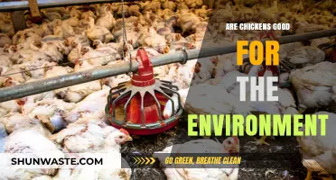 Chickens' Eco-Impact: Sustainable Benefits or Environmental Burden?
