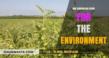 Chickpeas: Eco-Friendly Superfood for Sustainable Agriculture and Health