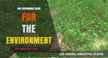 Chipmunks' Environmental Impact: Beneficial or Detrimental to Ecosystems?