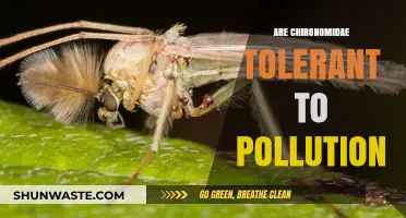 Chironomidae: Pollution-Tolerant Insects?
