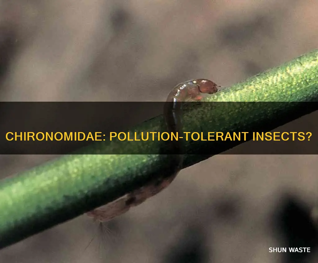 are chironomidae tolerant to pollution