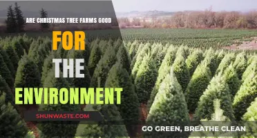 Eco-Friendly Christmas Trees: Are Tree Farms Sustainable for the Environment?