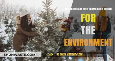 Christmas Tree Farms: Eco-Friendly or Environmental Hazard?