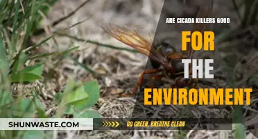 Cicada Killers: Environmental Allies or Just Misunderstood Predators?