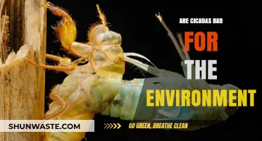 Cicadas and Ecosystems: Environmental Impact Explained Simply and Clearly