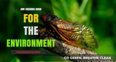 Cicadas' Environmental Impact: Beneficial Bugs or Just Noisy Neighbors?
