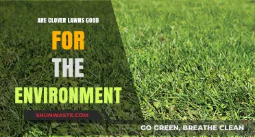 Eco-Friendly Clover Lawns: Sustainable Alternative or Environmental Myth?