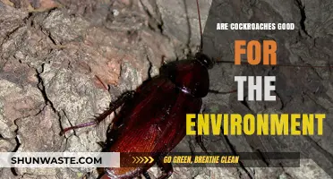 Cockroaches' Ecological Role: Uncovering Their Surprising Environmental Benefits